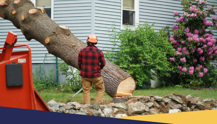 Tree-Removal